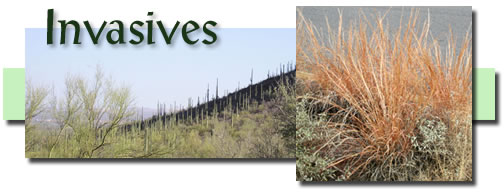 invasives-grow native